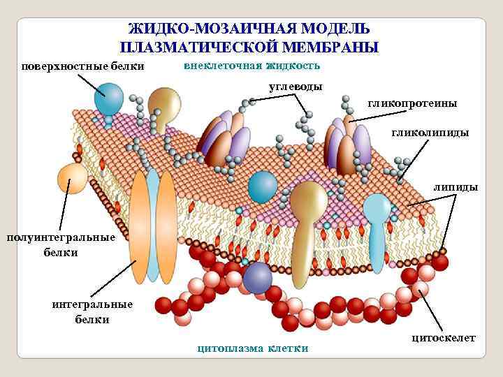 ЖИДКО-МОЗАИЧНАЯ МОДЕЛЬ ПЛАЗМАТИЧЕСКОЙ МЕМБРАНЫ поверхностные белки внеклеточная жидкость углеводы гликопротеины гликолипиды полуинтегральные белки цитоплазма