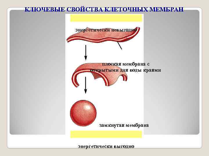 КЛЮЧЕВЫЕ СВОЙСТВА КЛЕТОЧНЫХ МЕМБРАН Замкнутость мембран энергетически невыгодно плоская мембрана с открытыми для воды