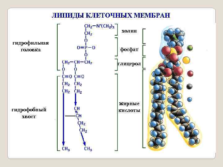 ЛИПИДЫ КЛЕТОЧНЫХ МЕМБРАН холин гидрофильная головка фосфат глицерол гидрофобный хвост жирные кислоты 