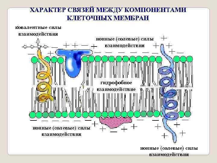 ХАРАКТЕР СВЯЗЕЙ МЕЖДУ КОМПОНЕНТАМИ КЛЕТОЧНЫХ МЕМБРАН ковалентные силы взаимодействия ионные (солевые) силы взаимодействия гидрофобное