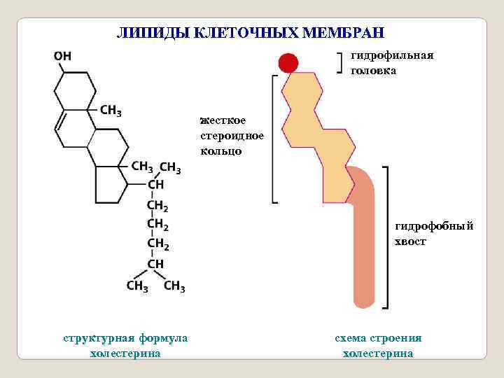 Положительные липиды. Гидрофильные головки липидов мембран. Липиды клеточных мембран. Гидрофобные липиды.