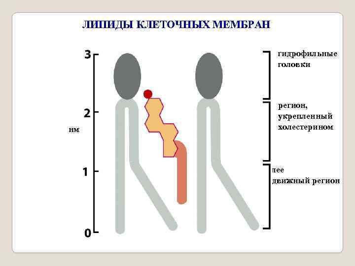 ЛИПИДЫ КЛЕТОЧНЫХ МЕМБРАН гидрофильные головки нм регион, укрепленный холестерином более подвижный регион 