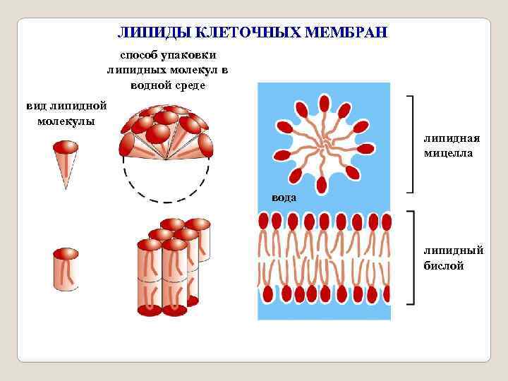 ЛИПИДЫ КЛЕТОЧНЫХ МЕМБРАН способ упаковки липидных молекул в водной среде вид липидной молекулы липидная