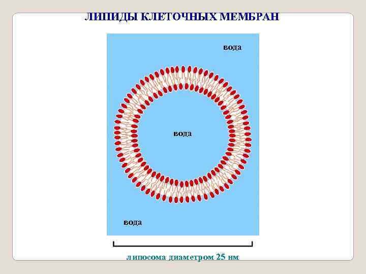 ЛИПИДЫ КЛЕТОЧНЫХ МЕМБРАН вода липосома диаметром 25 нм 
