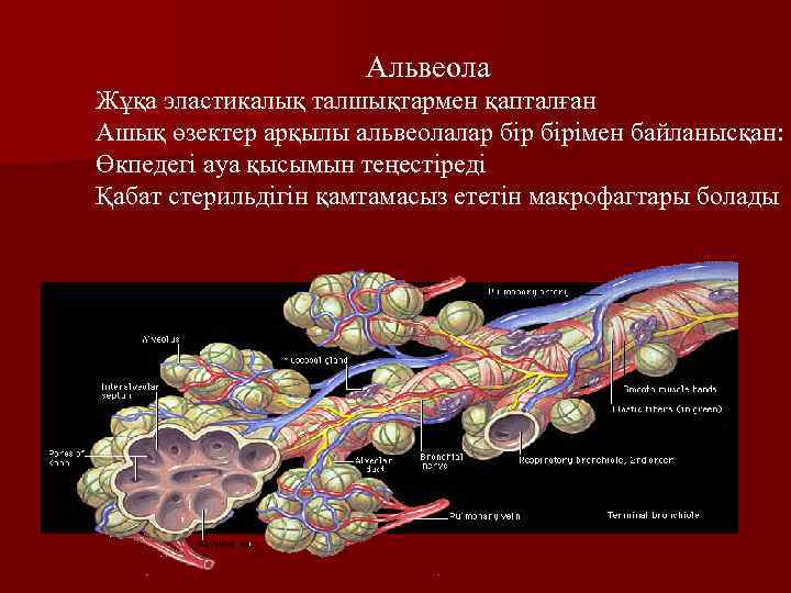 Альвеола Жұқа эластикалық талшықтармен қапталған Ашық өзектер арқылы альвеолалар бірімен байланысқан: Өкпедегі ауа қысымын