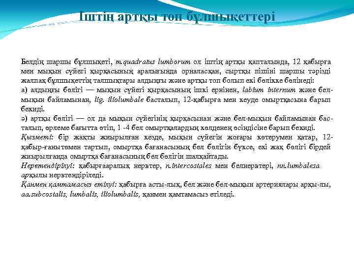 Іштің артқы топ бұлшықеттері Белдің шаршы бұлшықеті, m. quadratus lumborum ол іштің артқы қапталында,