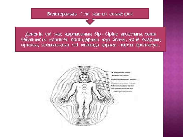 Билатеральды ( екі жақты) симметрия Дененің екі жақ жартысының бір - біріне ұқсастығы, соған