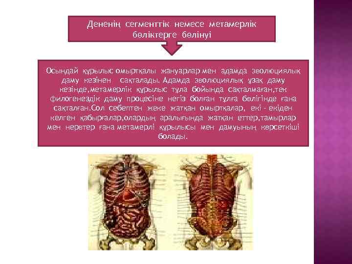 Дененің сегменттік немесе метамерлік бөліктерге бөлінуі Осындай құрылыс омыртқалы жануарлар мен адамда эволюциялық даму