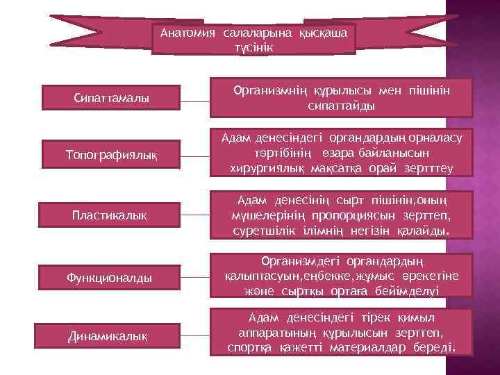 Анатомия салаларына қысқаша түсінік Сипаттамалы Организмнің құрылысы мен пішінін сипаттайды Топографиялық Адам денесіндегі органдардың