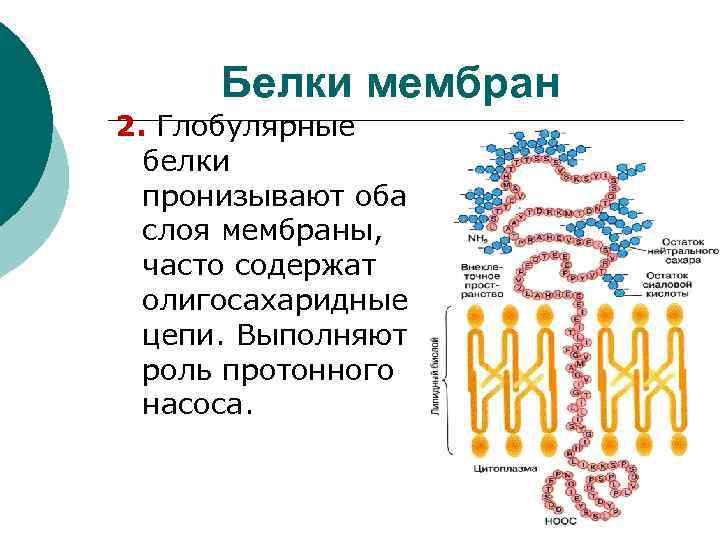 Белок оболочки. Белковой глобулы с мембраной клетки. Глобулярные белки мембраны. Белковая глобула с мембраной клетки. Пронизывающие белки.