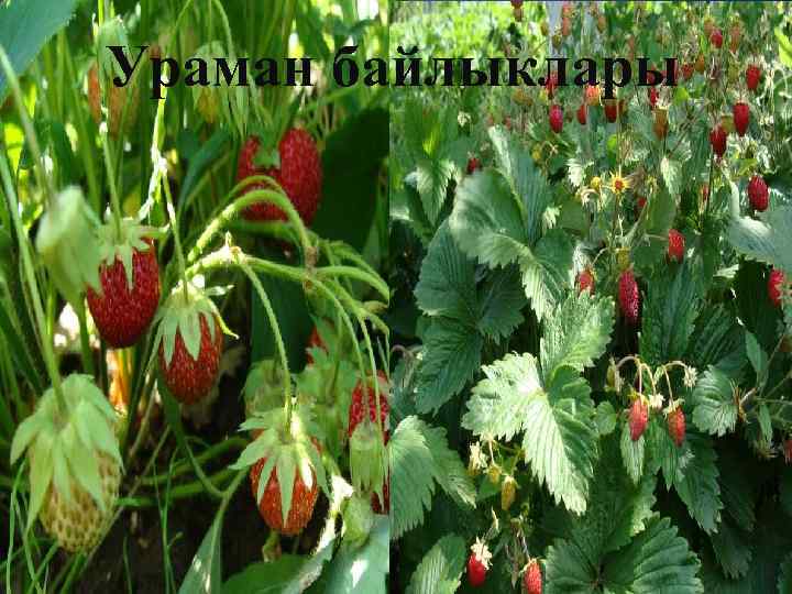 Ураман байлыклары 