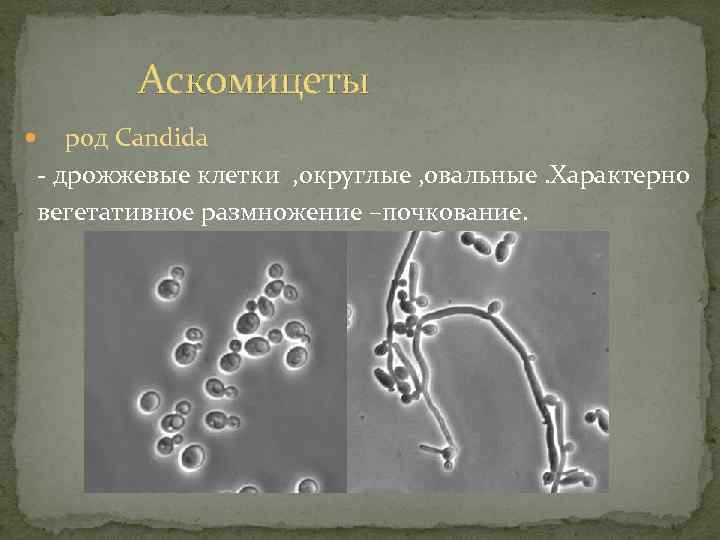 Аскомицеты род Candida - дрожжевые клетки , округлые , овальные. Характерно вегетативное размножение –почкование.