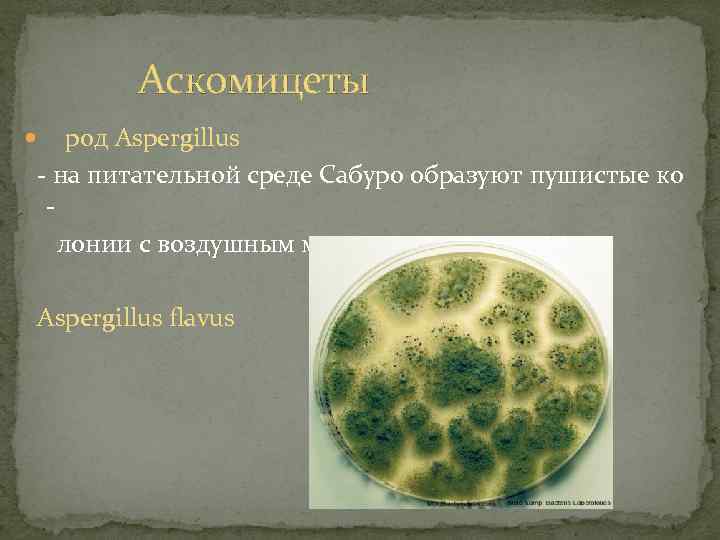 Аскомицеты род Aspergillus - на питательной среде Сабуро образуют пушистые ко лонии с воздушным