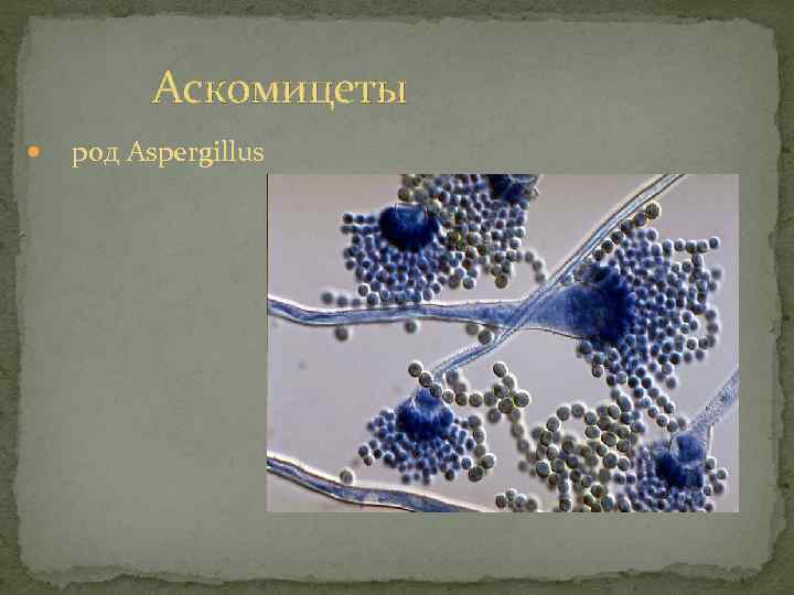 Аскомицеты род Aspergillus 