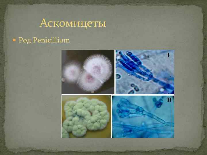 Аскомицеты Род Penicillium 