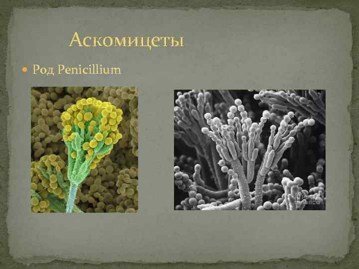 Аскомицеты Род Penicillium 