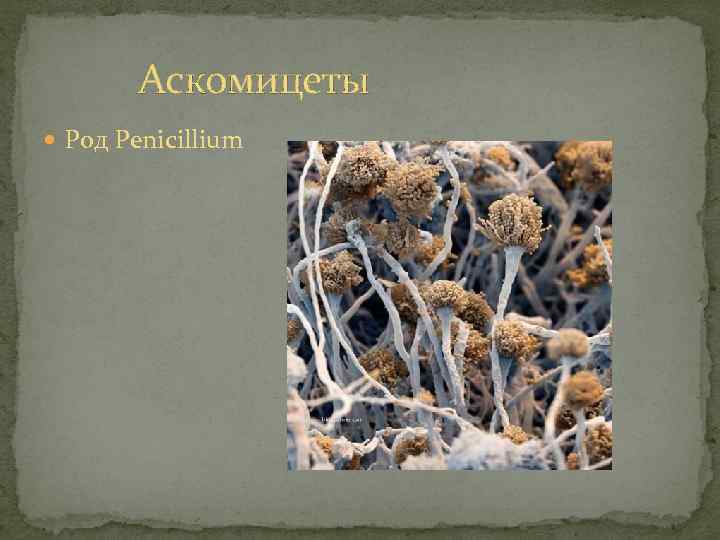 Аскомицеты Род Penicillium 