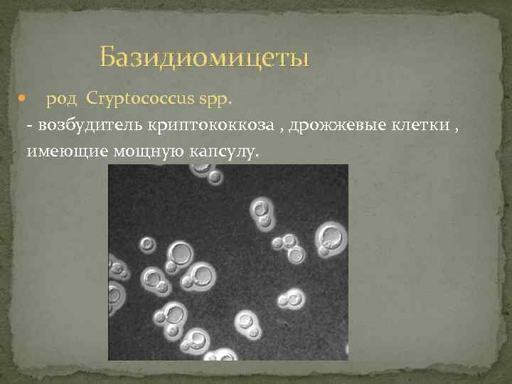 Базидиомицеты род Cryptococcus spp. - возбудитель криптококкоза , дрожжевые клетки , имеющие мощную капсулу.