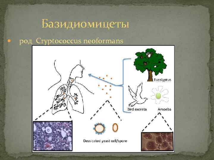 Базидиомицеты род Cryptococcus neoformans 