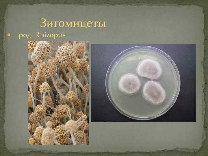 Зигомицеты род Rhizopus 