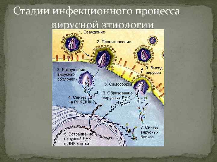 Стадии инфекционного процесса вирусной этиологии 