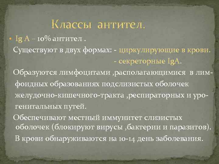 Классы антител. • Ig А – 10% антител. Существуют в двух формах: - циркулирующие