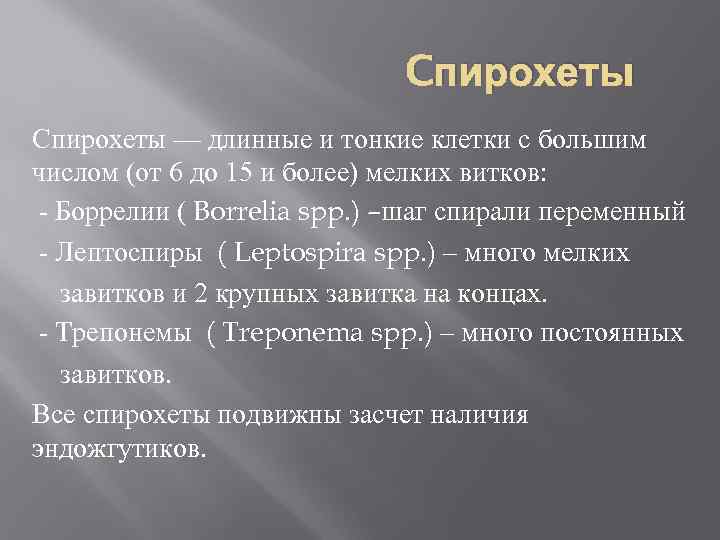 Cпирохеты Спирохеты — длинные и тонкие клетки с большим числом (от 6 до 15