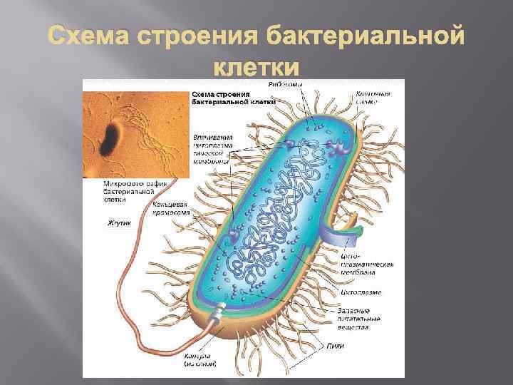 Общее строение бактерий. Схема строения бактериальной клетки. Схема строения бактериальной клетк. 14. Внутренние структуры бактериальной клетки:. Изучить строение бактериальной клетки.