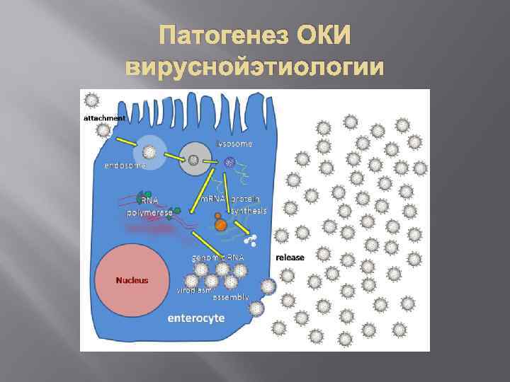 Патогенез ОКИ вируснойэтиологии 