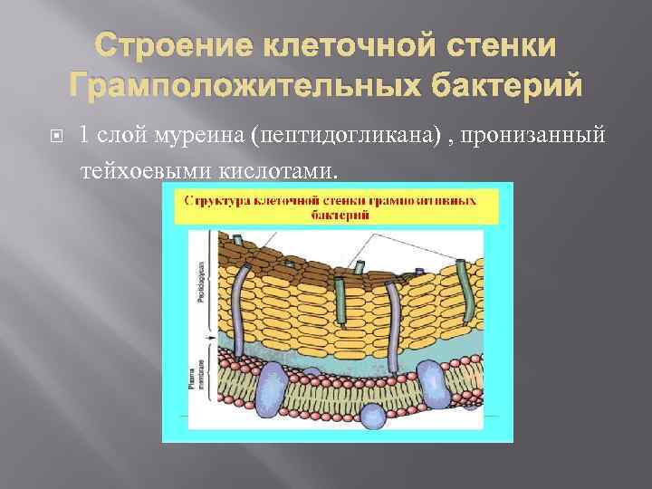 Одревесневшие стенки клеток