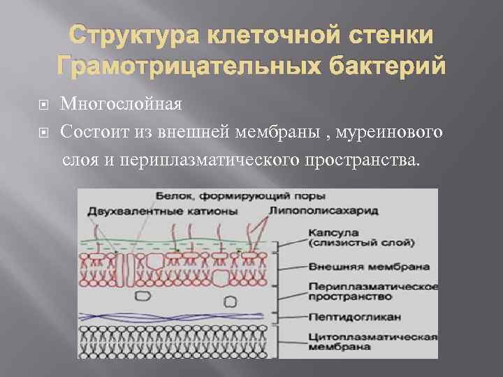 Наружный клеточный слой. Наружная мембрана клеточной стенки. Наружная мембрана грамотрицательных. Наружная мембрана грамотрицательных бактерий. Наружная мембрана клеточной стенки бактерий.