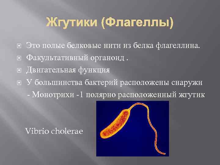 Жгутики (Флагеллы) Это полые белковые нити из белка флагеллина. Факультативный органоид. Двигательная функция У