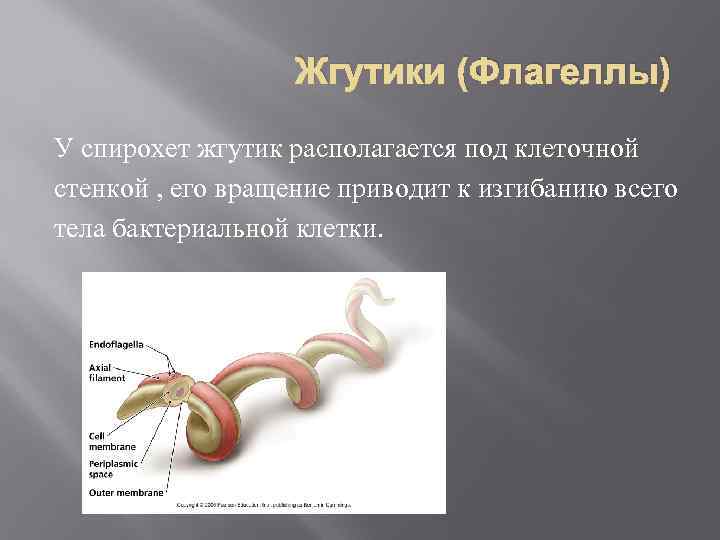 Жгутики (Флагеллы) У спирохет жгутик располагается под клеточной стенкой , его вращение приводит к
