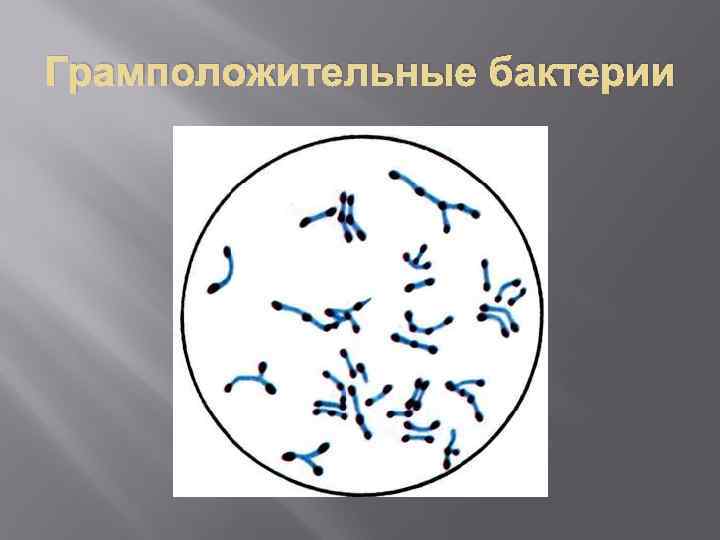 Грамположительные бактерии 