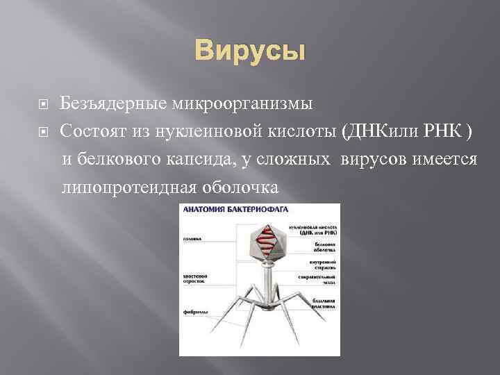 Вирусы Безъядерные микроорганизмы Состоят из нуклеиновой кислоты (ДНКили РНК ) и белкового капсида, у