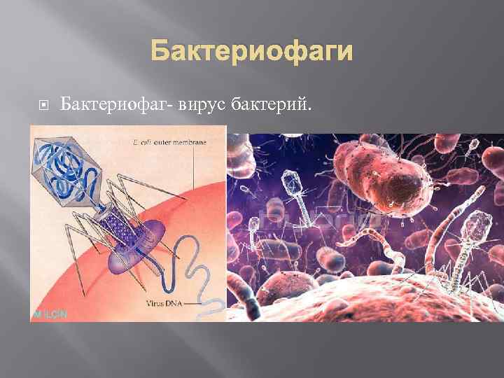 Бактериофаги Бактериофаг вирус бактерий. 