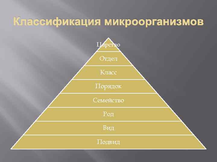 Классификация микроорганизмов Царство Отдел Класс Порядок Семейство Род Вид Подвид 