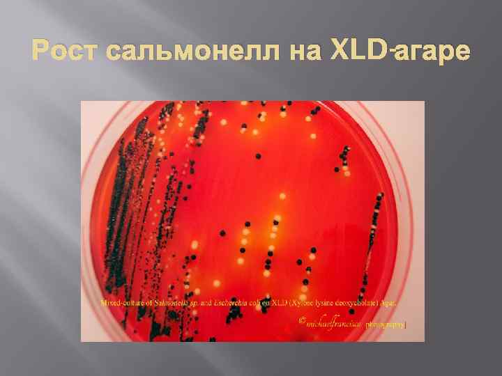 Рост сальмонелл на XLD-агаре 
