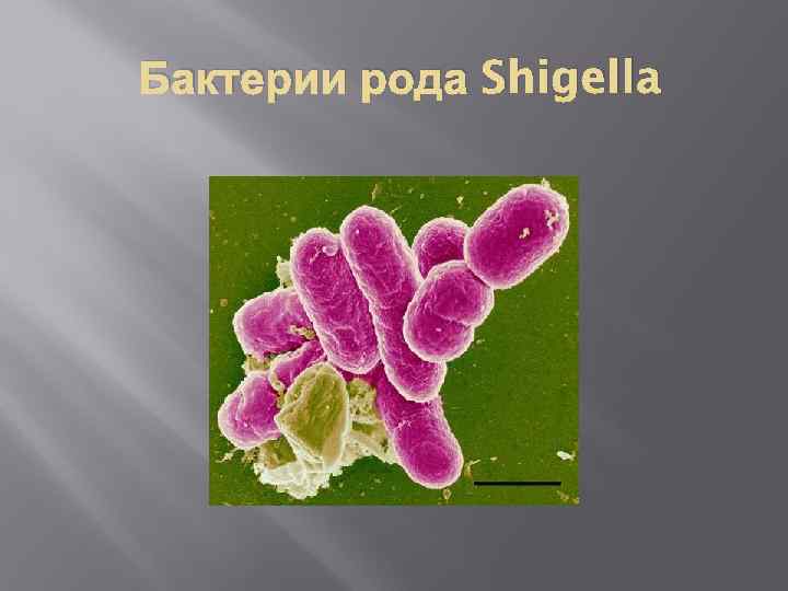 Бактерии рода Shigella 