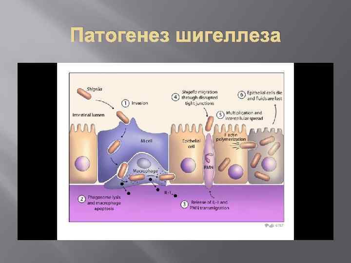 Возбудитель оки вирусной этиологии