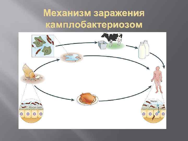 Механизм заражения камплобактериозом 
