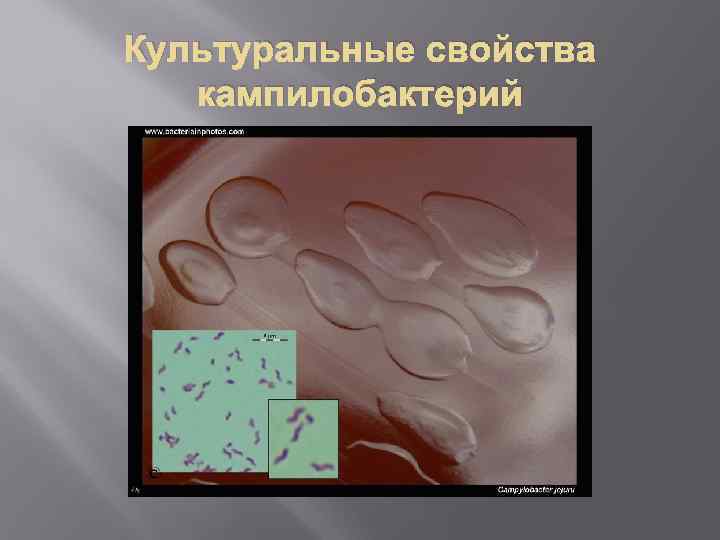 Культуральные свойства кампилобактерий 