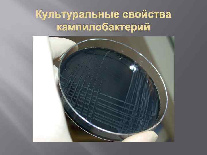 Культуральные свойства кампилобактерий 