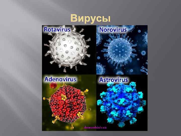 Вирусы 