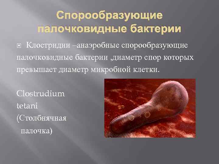 Спорообразующие палочковидные бактерии Клостридии –анаэробные спорообразующие палочковидные бактерии , диаметр спор которых превышает диаметр