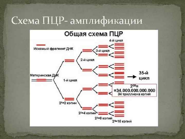 Схема ПЦР- амплификации 