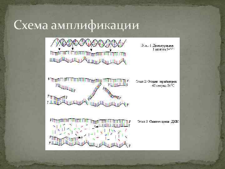 Схема амплификации 