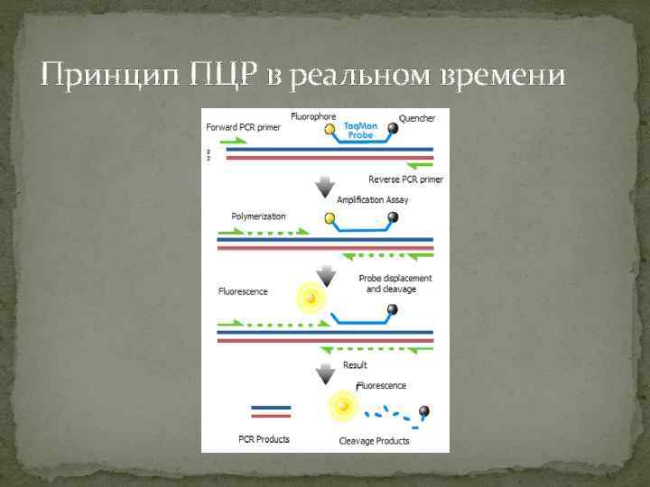 Принцип ПЦР в реальном времени 