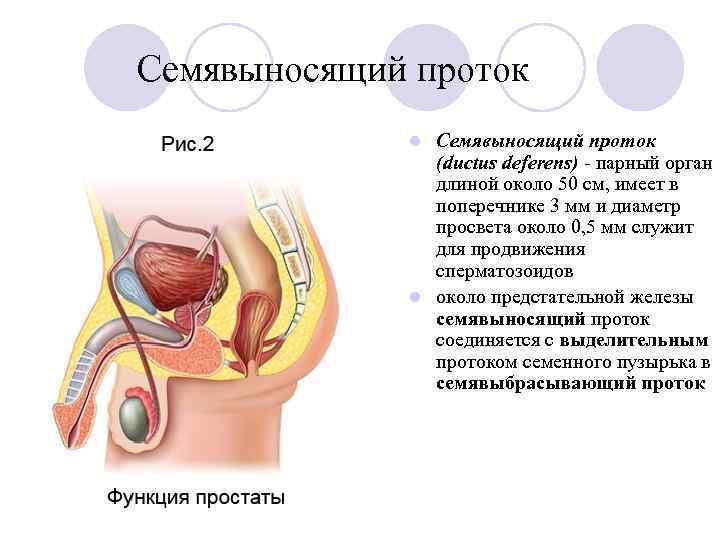 Семявыносящий проток (ductus deferens) - парный орган длиной около 50 см, имеет в поперечнике