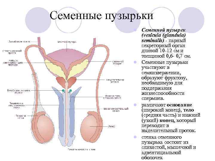Семенные пузырьки Семенной пузырек (vesicula (glandula) seminalis) - парный секреторный орган длиной 10 -12